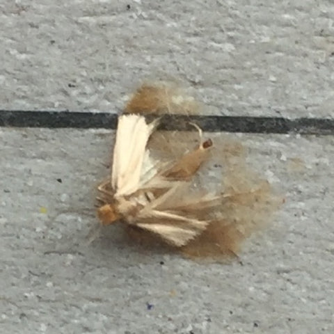 HACK  Change Your Mothtraps!